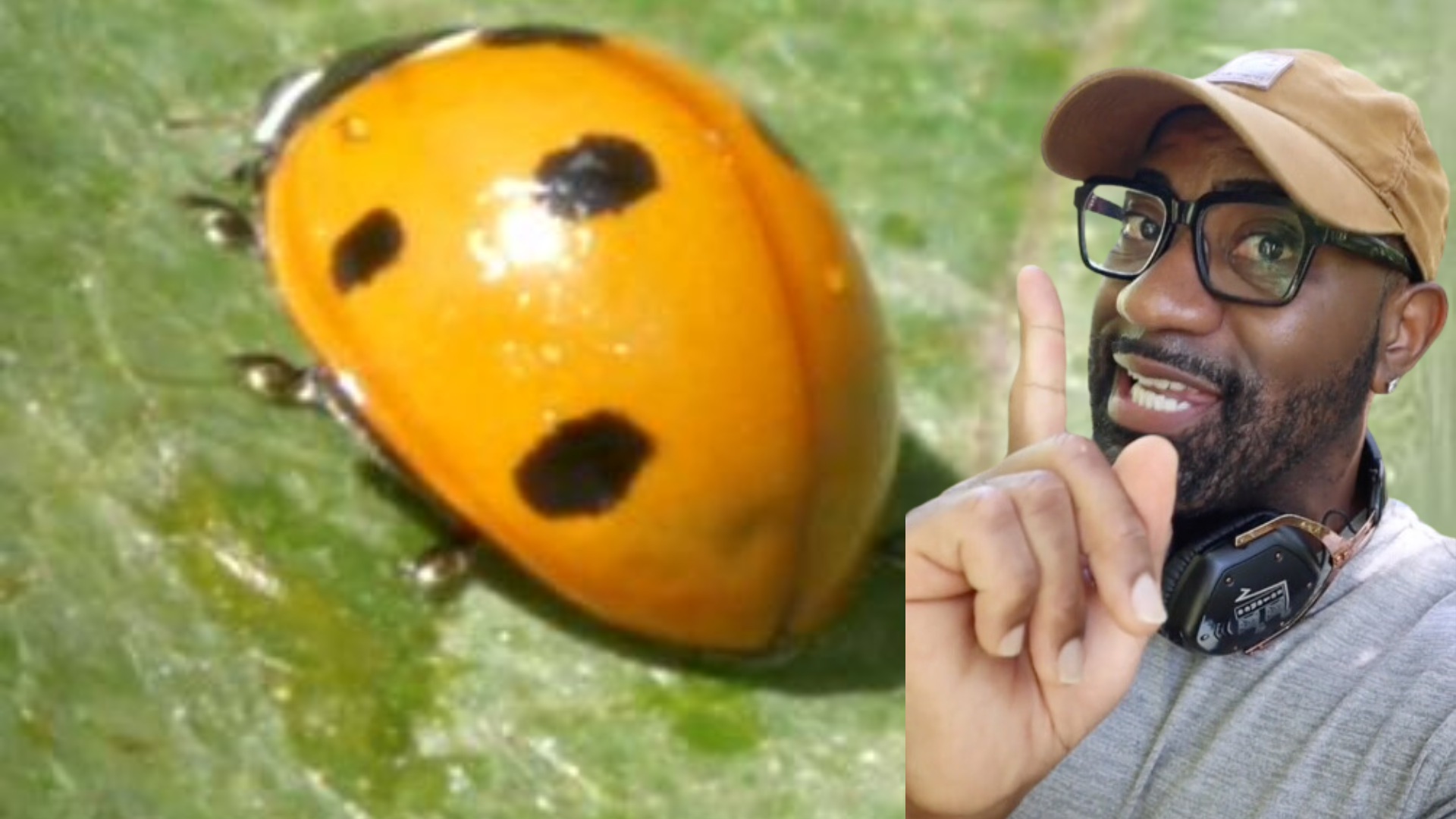 Save Ladybugs: Simple Actions You Can Take Today | Museum of Science